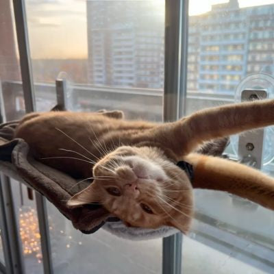 HAMAC POUR CHAT FENETRE | PLIABLE