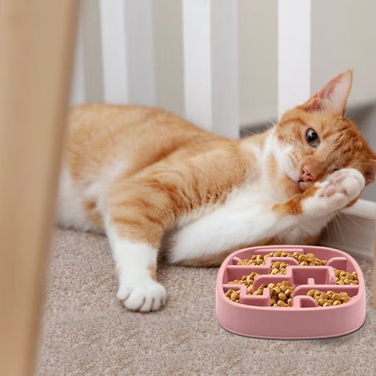 chat allonge avec gamelle anti glouton chat ludique rose