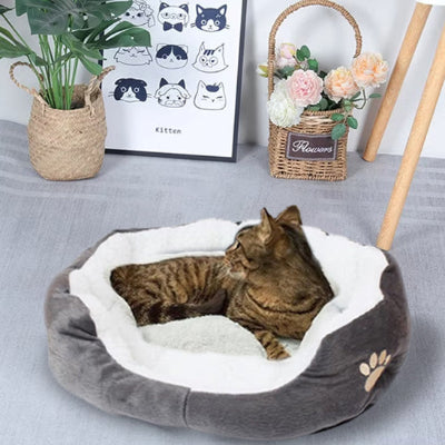 chat dans panier chatons gris qui regarde en arriere