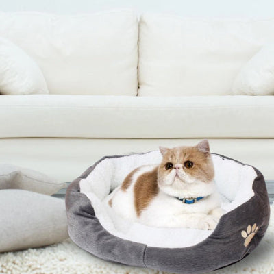 chat dans panier chatons moelleux gris