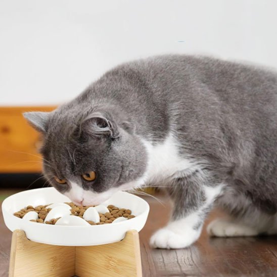 chat mangeant dans gamelle anti glouton chat surelevee blanche