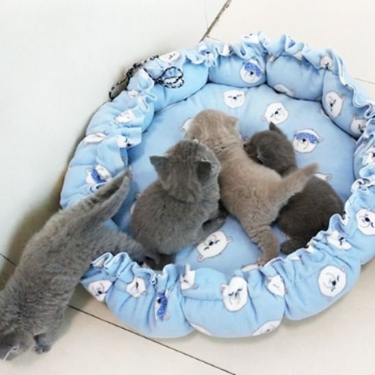 coussin chat cordon de serrage chatons bleu ciel