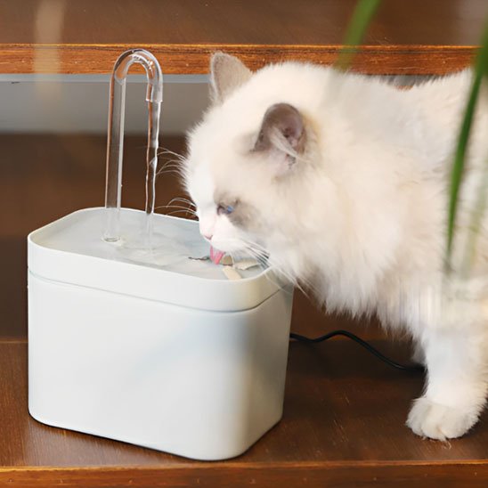 fontaine eau chat blanche avec chat qui boit