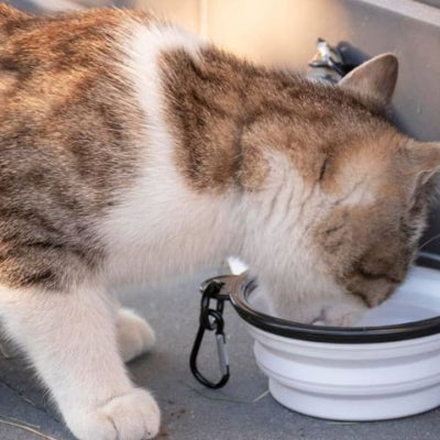 gamelles-chat-portable-blanc