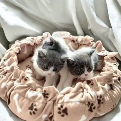 panier chaton avec cordon de serrage marron