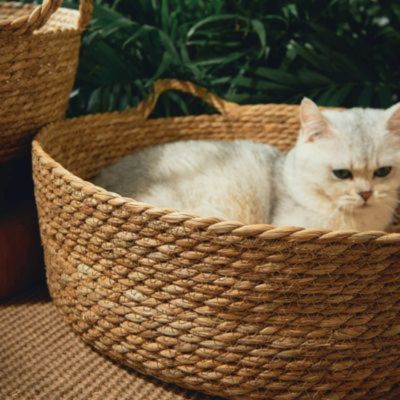 panier osier pour chat classique avec chat dedans