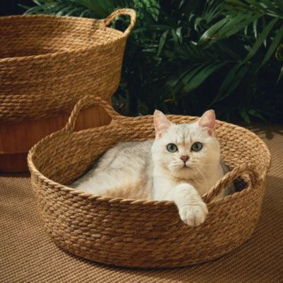 panier osier pour chat classique avec chat