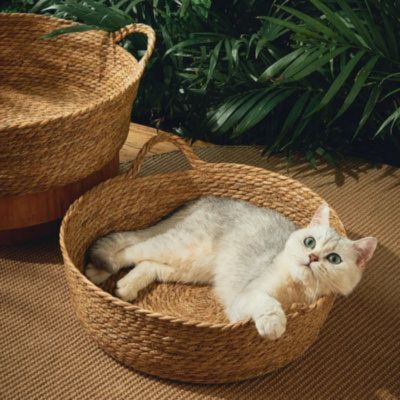 panier osier pour chat classique vue en hauteur avec chat confortable