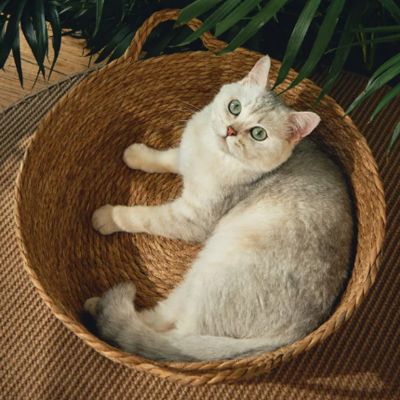 panier osier pour chat classique vue en hauteur avec chat