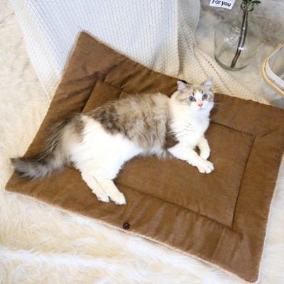Panier pour chat | Dépliable - Mon Adorable Félin
