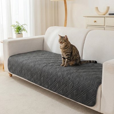 protection canapé chat gris fonce chat assis salon
