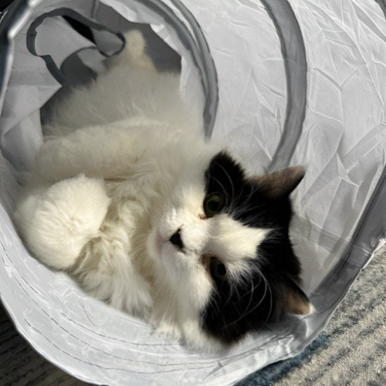 tunnel chat gris transparent avec chat apaise