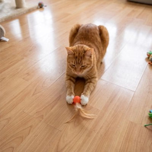 balle chat orange chat attrapant
