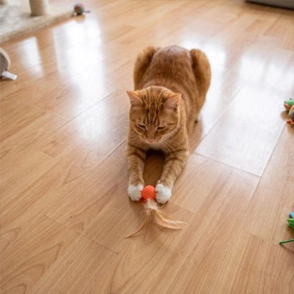 balle chat orange chat attrapant