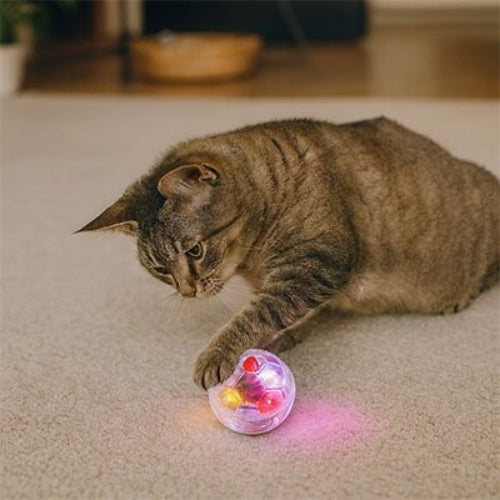 balle pour chat transparente chat jouant