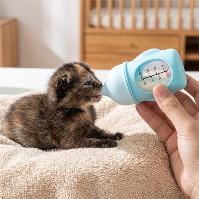 biberon chaton​ bleu chat allonge buvant