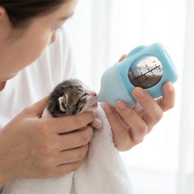 biberon chaton​ bleu chat buvant maitresse