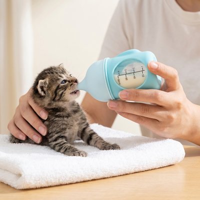 biberon chaton​ bleu chat buvant