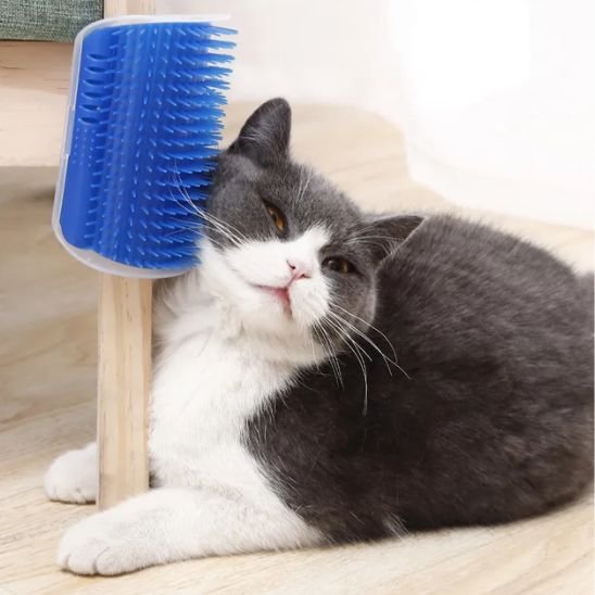 brosse chat fixation murale bleu