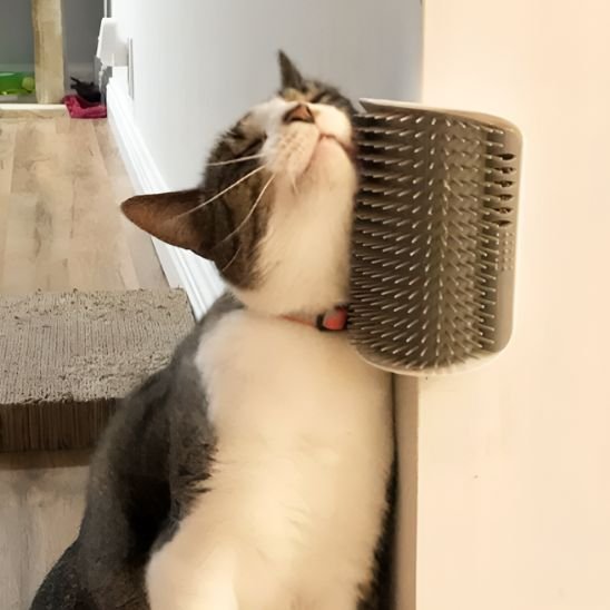 brosse chat fixation murale gris