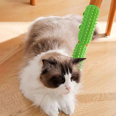 brosse chat souple vert chat allonge
