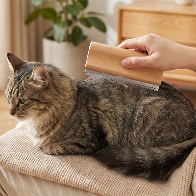 brosse poil chat​ bois naturel taille l