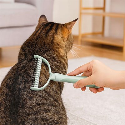 brosse pour chat demele nœuds vert menthe chat assis