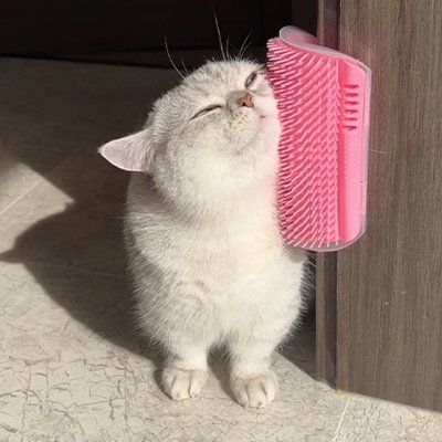 brosse pour chat fixation murale rose