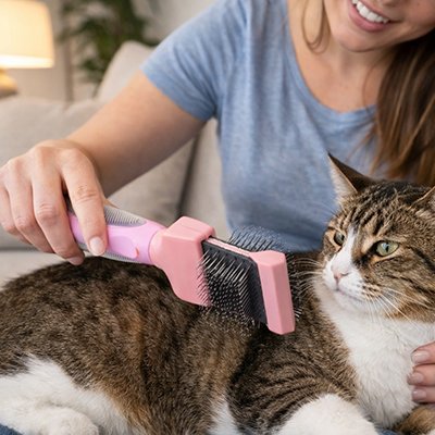 brosse pour chat maitresse souriante canape