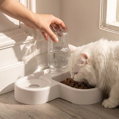 chant mangeant dans gamelle chat double usage couleur blanche