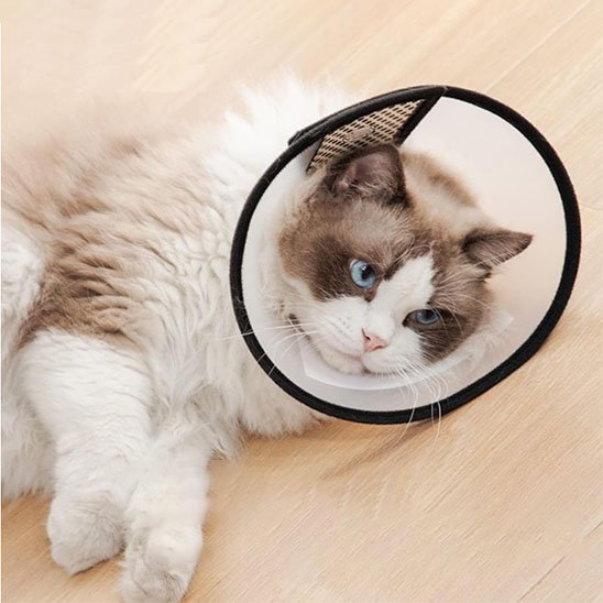 chat allonge avec collerette chat semi transparente