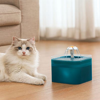 chat allonge dans salon avec fontaine a eau chat turquoise