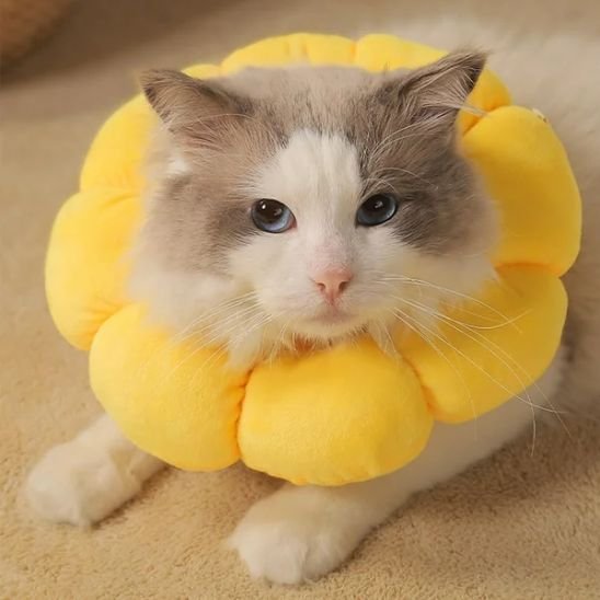 chat assis avec collerette chat tournesol