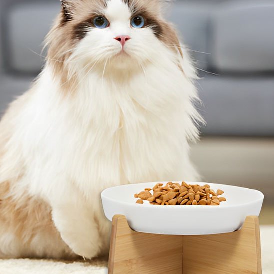 chat assis avec gamelle anti glouton chat surelevee blanche