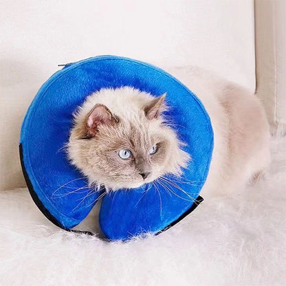 chat assis collerette gonflable bleue salon