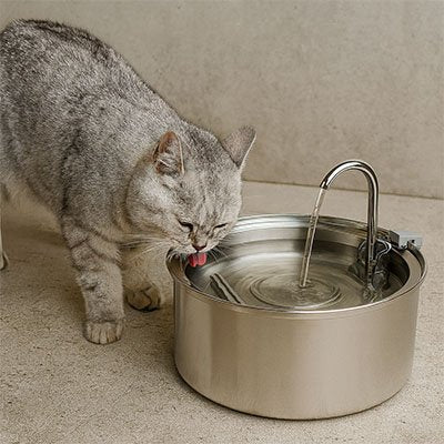 chat avec fontaine a eau pour chat qui boit
