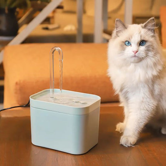 chat avec fontaine eau chat blanche