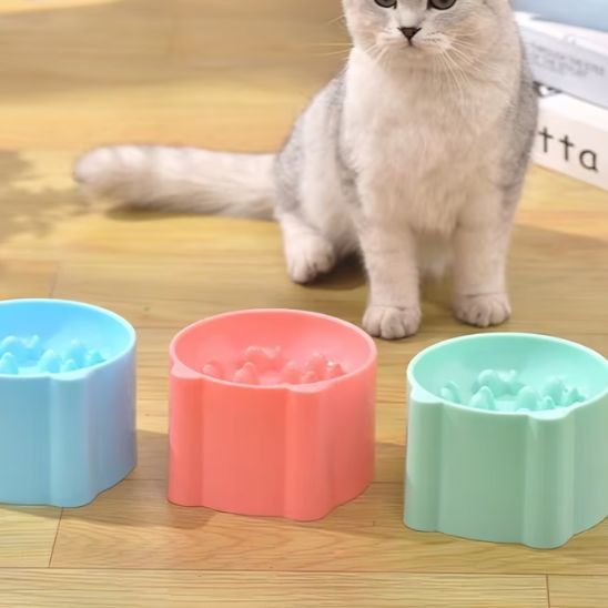 chat avec gamelle anti glouton chat coloree bleu rose menthe