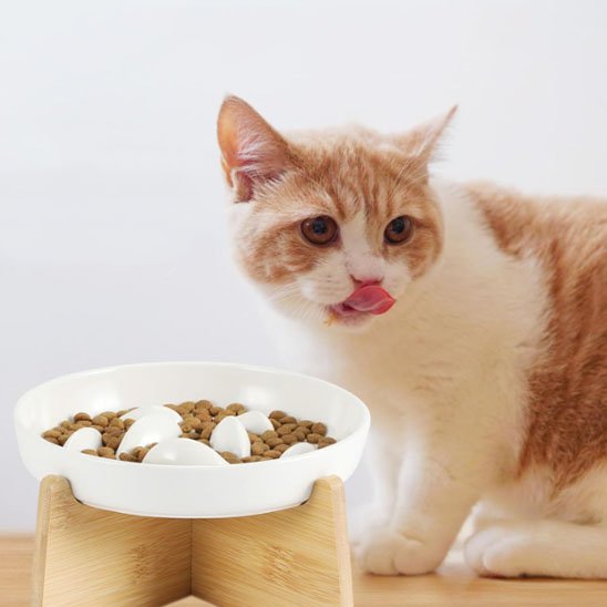 chat avec gamelle anti glouton chat surelevee blanche