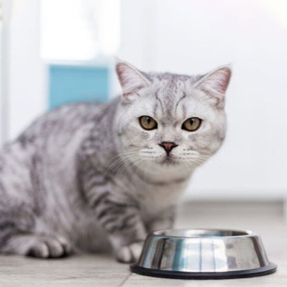 chat avec gamelle chat en acier inoxydable