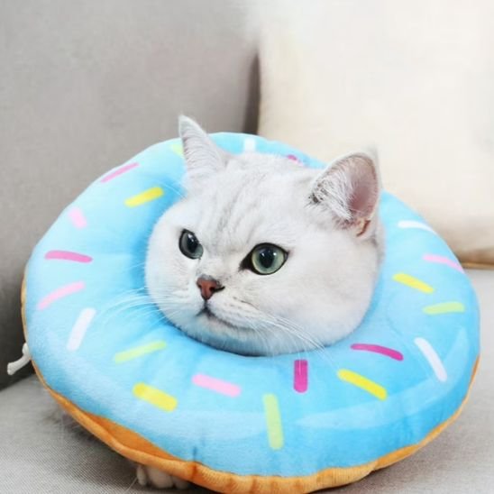 chat blanc collerette chat beignet bleu