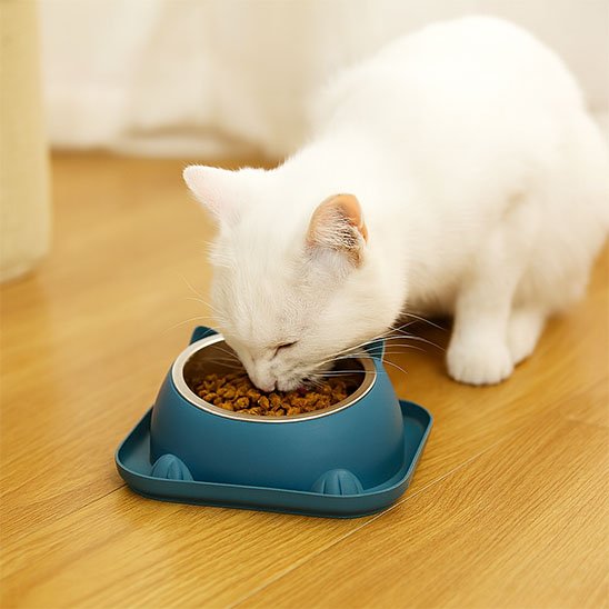 chat blanc mangeant dans gamelle chat anti basculement couleur bleu fonce