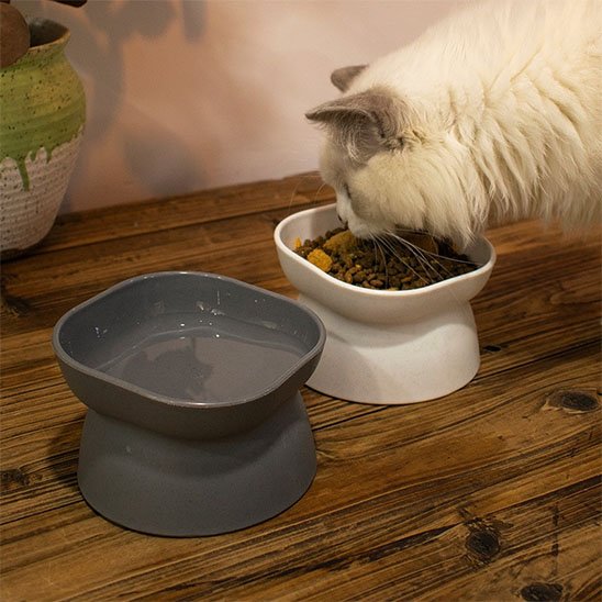 chat blanc mangeant dans gamelle chat anti vomissement couleur blanc et gris