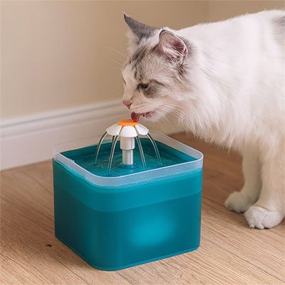 chat boit dans fontaine a eau chat turquoise semi transparente