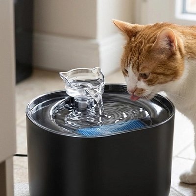 chat buvant fontaine à eau pour chat dans salon