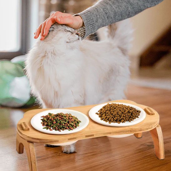 chat couleur blanc avec gamelle chat bambou double bol dans salon