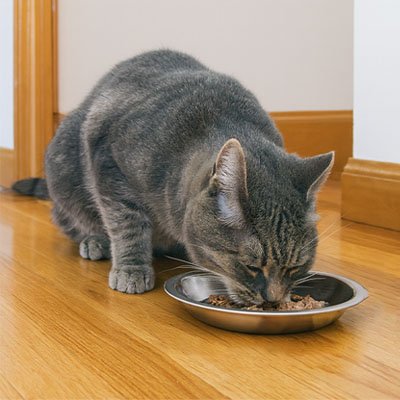 chat couleur gris mangeant dans gamelles chaton en acier inoxydable