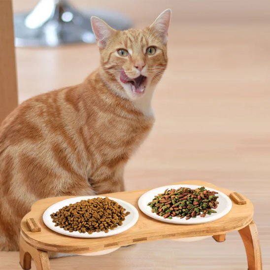 chat couleur orange avec gamelle chat bambou double bol