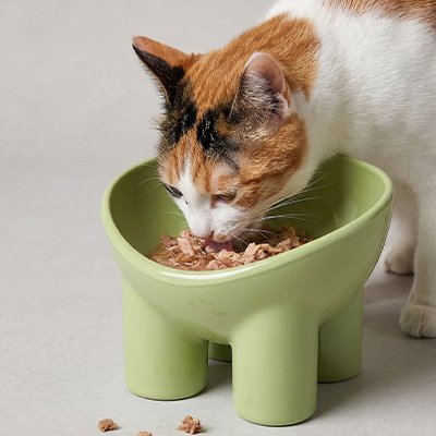 chat couleur orange et blanc mangeant dans gamelle surelevee chat couleur vert olive