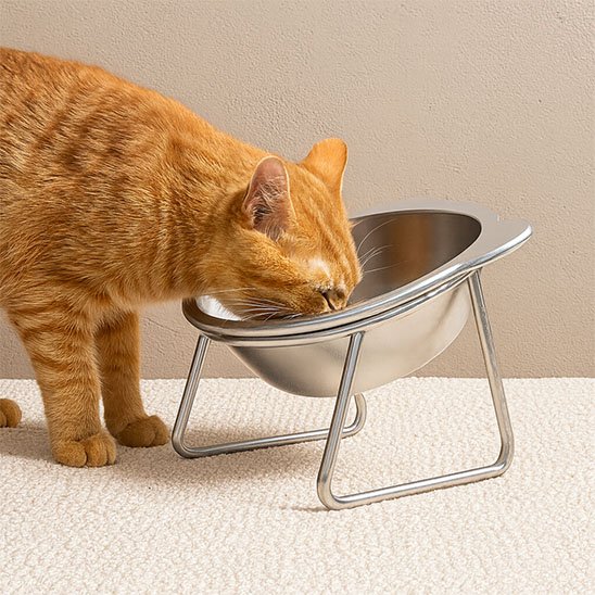 chat couleur orange mangeant dans gamelle pour chat design ourson